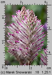 Ptilotus exaltatus