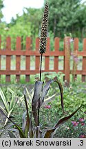 Pennisetum americanum (rozplenica amerykańska)