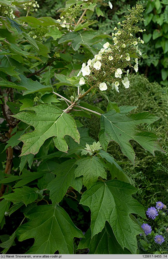 Hydrangea quercifolia (hortensja dębolistna)