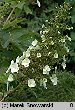 Hydrangea quercifolia (hortensja dębolistna)