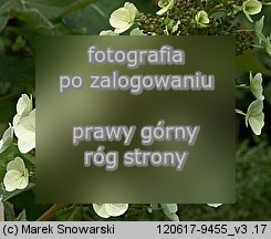 Hydrangea quercifolia (hortensja dębolistna)