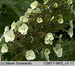 Hydrangea quercifolia (hortensja dębolistna)