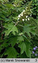 Hydrangea quercifolia (hortensja dębolistna)