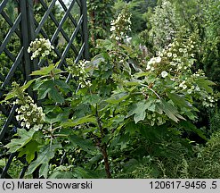 Hydrangea quercifolia (hortensja dębolistna)