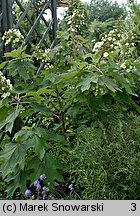 Hydrangea quercifolia (hortensja dębolistna)