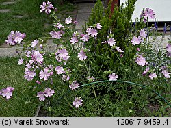 Malva moschata (ślaz piżmowy)