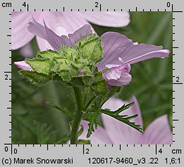 Malva moschata (ślaz piżmowy)