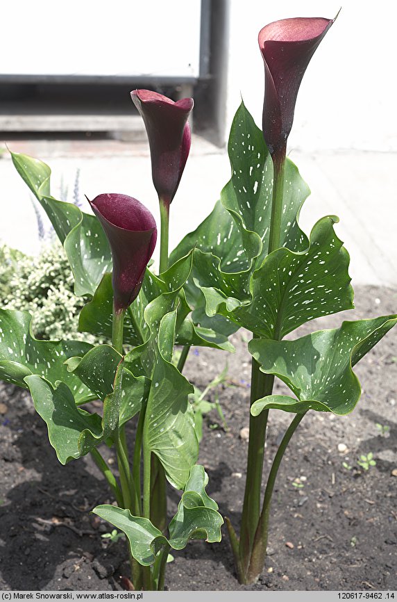 Zantedeschia