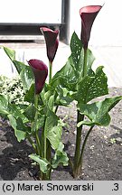 Zantedeschia