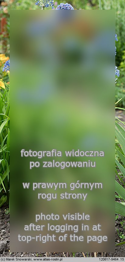 Allium caeruleum (czosnek błękitny)