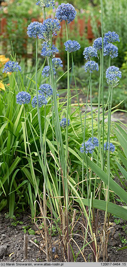 Allium caeruleum (czosnek błękitny)