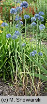 Allium caeruleum (czosnek błękitny)