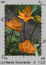 Trollius chinensis (pełnik chiński)