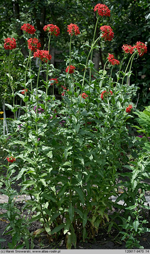 Lychnis chalcedonica (firletka chalcedońska)