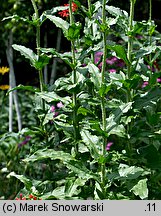 Lychnis chalcedonica (firletka chalcedońska)