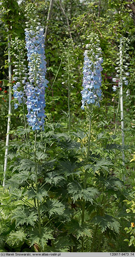 Delphinium ×cultorum (ostróżka ogrodowa)