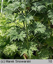 Delphinium ×cultorum (ostróżka ogrodowa)