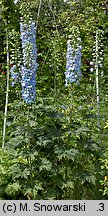 Delphinium ×cultorum (ostróżka ogrodowa)