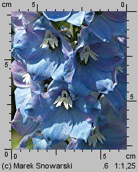 Delphinium ×cultorum (ostróżka ogrodowa)