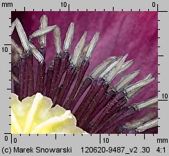 Papaver somniferum (mak lekarski)