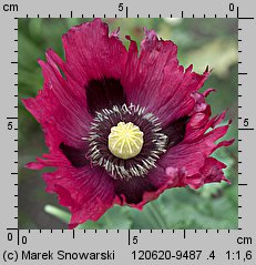 Papaver somniferum (mak lekarski)