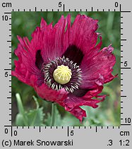 Papaver somniferum (mak lekarski)