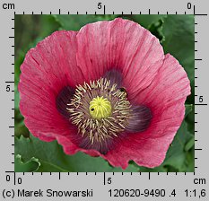 Papaver somniferum (mak lekarski)