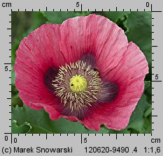 Papaver somniferum (mak lekarski)