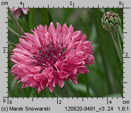 Centaurea cyanus (chaber bławatek)