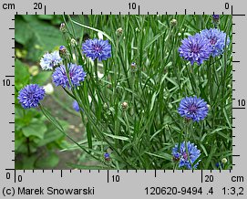 Centaurea cyanus (chaber bławatek)