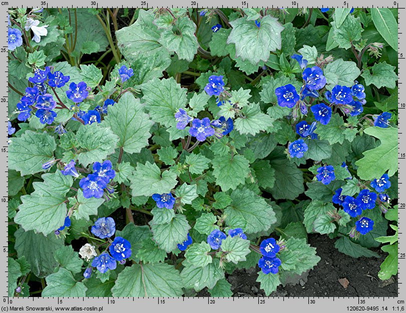 Phacelia campanularia (facelia dzwonkowata)