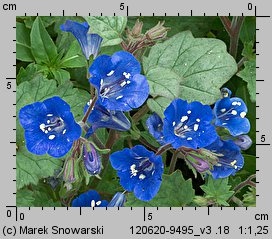 Phacelia campanularia (facelia dzwonkowata)