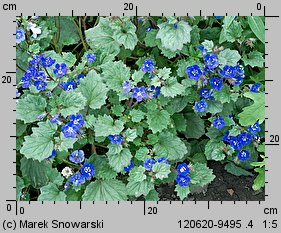 Phacelia campanularia (facelia dzwonkowata)