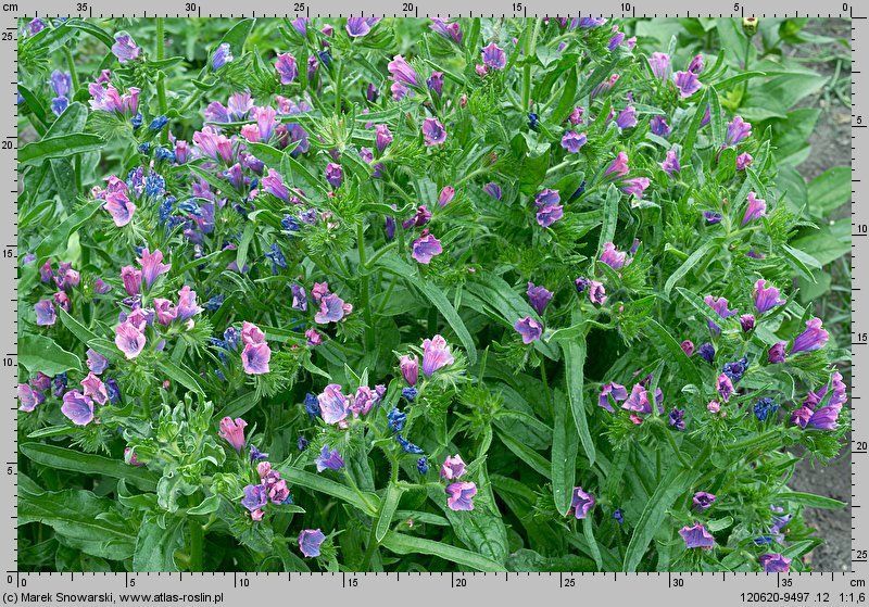 Echium plantagineum (żmijowiec babkowaty)