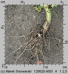 Chrysanthemum coronarium (złocień wieńcowy)