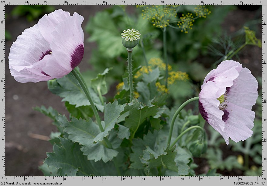 Papaver somniferum (mak lekarski)