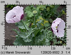 Papaver somniferum (mak lekarski)