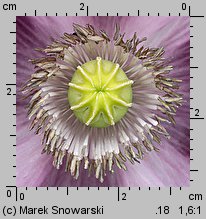 Papaver somniferum (mak lekarski)