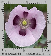 Papaver somniferum (mak lekarski)