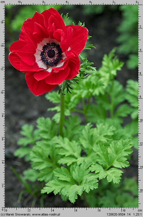 Anemone coronaria (zawilec wieńcowy)