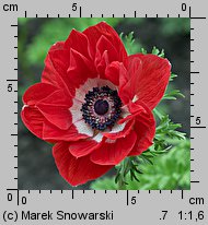 Anemone coronaria (zawilec wieńcowy)