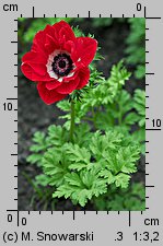 Anemone coronaria (zawilec wieńcowy)