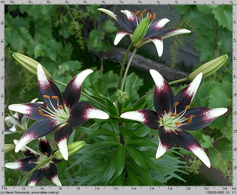 Lilium Netty's Pride