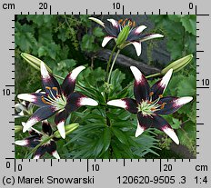 Lilium Netty's Pride