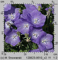 Campanula carpatica (dzwonek karpacki)