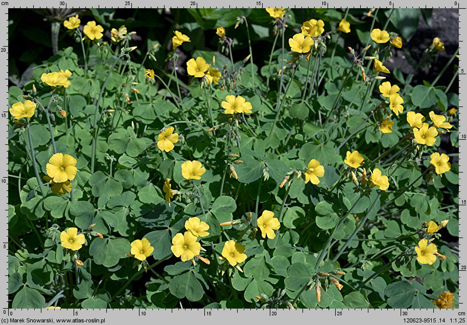 Oxalis valdiviensis (szczawik żółty (ogrodowy))