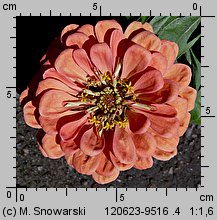 Zinnia elegans (cynia wytworna)