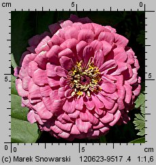 Zinnia elegans (cynia wytworna)