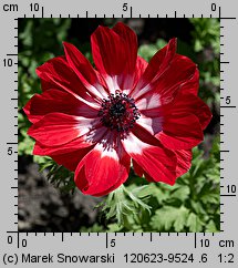 Anemone coronaria (zawilec wieńcowy)