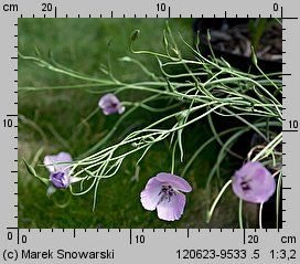 Calochortus venustus